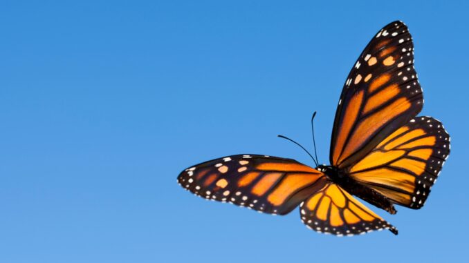 Wisconsin's Wildlife Wonders - Monarch Butterfly